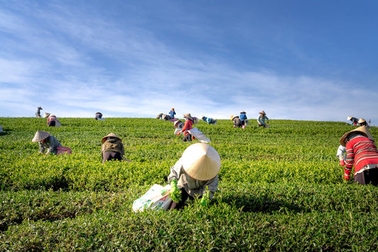 Nicotine in Agriculture